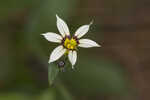 Annual blue-eyed grass